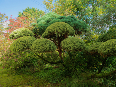 Photo representant un bonsai dans le jardin de fond de l'or