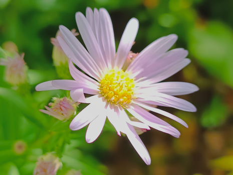 Photo representant une fleur blanche dans le jardin de fond de l'or