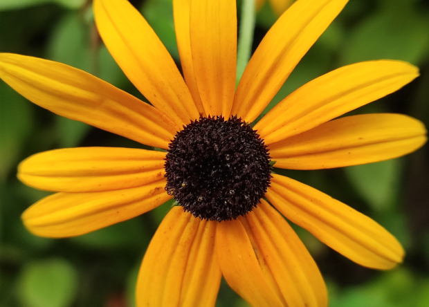 Photo representant une fleur jaune dans le jardin de fond de l'or